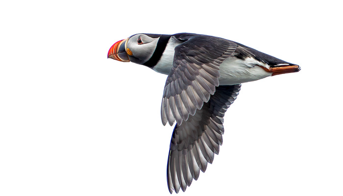Result Puffin Index