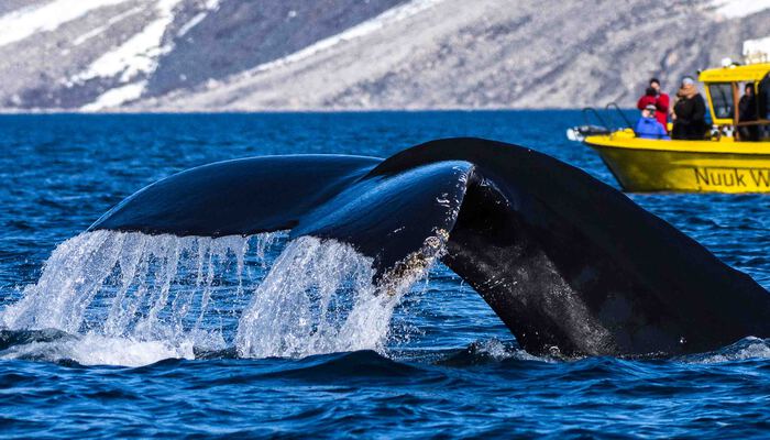 Result Whale Safari Index